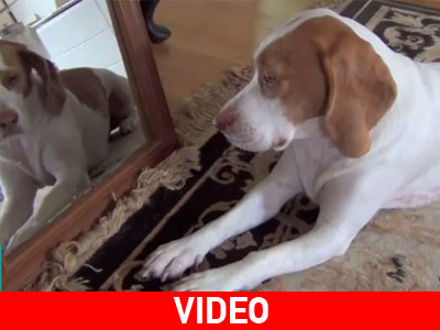 Σκυλί – Νάρκισσος